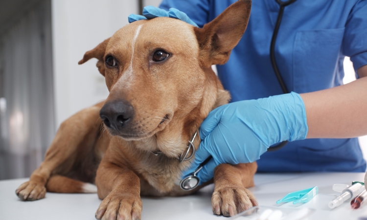 Miocardite nel cane: cos’è e quali sono i sintomi